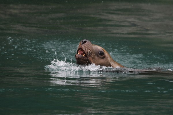 Steller Sea Lion, Alaska, Alaska Cruise, Naturalist Journeys 