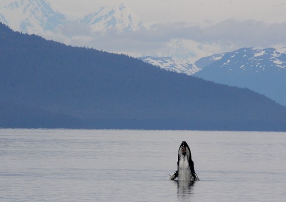 Spyhopping Humpback Whale, Alaska, Alaska Cruise, Naturalist Journeys 