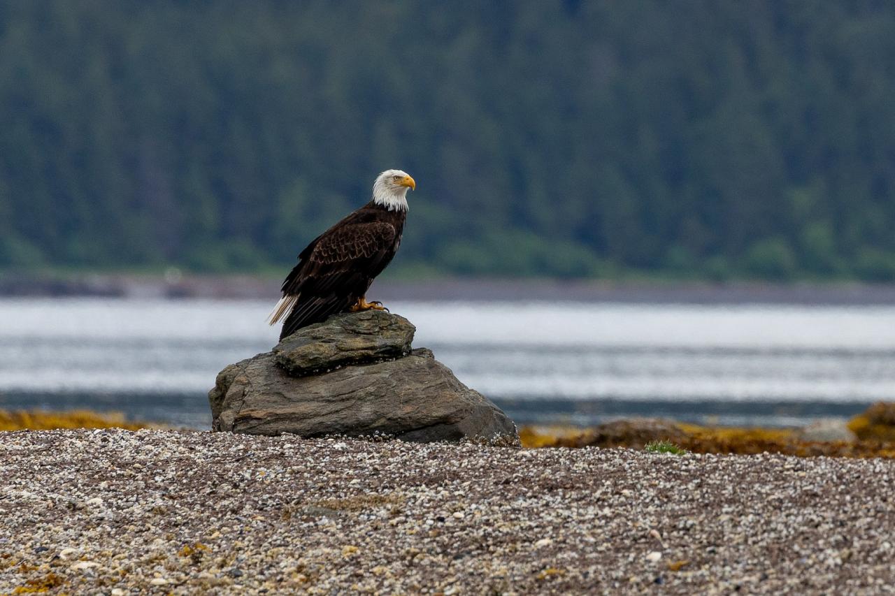 Bald Eagle, Alaska, Southeast Alaska, Southeast Alaska Cruise, Alaska Birding, Alaska Nature, Alaska Nature Tour, Alaska Birding Tour, Alaska Nature Cruise, Naturalist Journeys