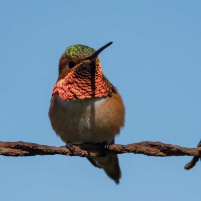 Allen's Hummingbird, Southern California, California Coast, Birdwatching, Wildlife Tour, Naturalist Journeys