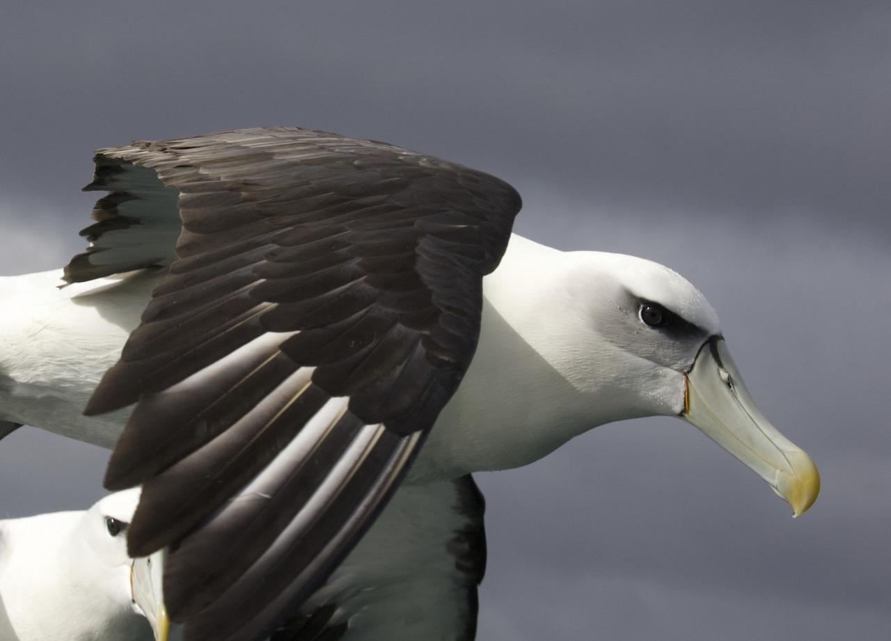 White-capped Albatross, New Zealand, New Zealand Nature Tour, New Zealand Birding Tour, New Zealand Wildlife Tour, Naturalist Journeys