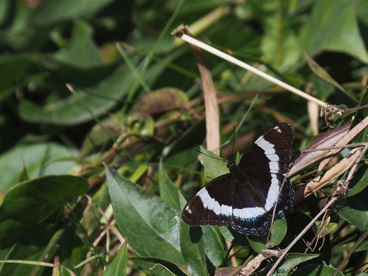 White Admiral Butterfly, New Hampshire, New Hampshire Nature Tour, New Hampshire Birding Tour, White Mountains, White Mountains Nature Tour, White Mountains Birding Tour, Mt. Washington, Naturalist Journeys