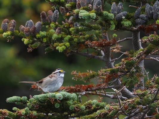 White-throated Sparrow, New Hampshire, New Hampshire Nature Tour, New Hampshire Birding Tour, White Mountains, White Mountains Nature Tour, White Mountains Birding Tour, Mt. Washington, Naturalist Journeys