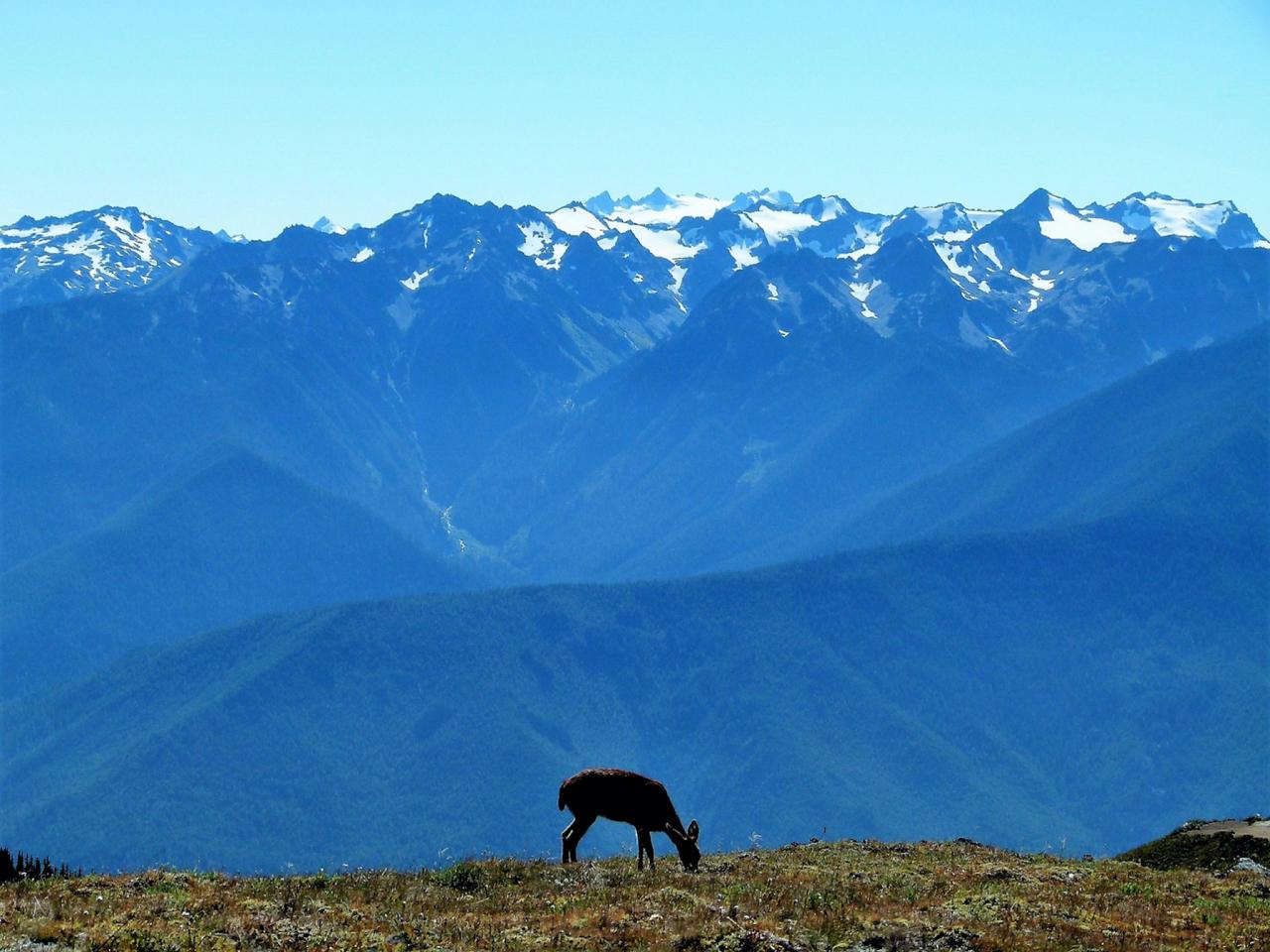 Black-tailed Deer, Pacific Northwest, Olympic Peninsula, Olympic National Park, Washington, Naturalist Journeys