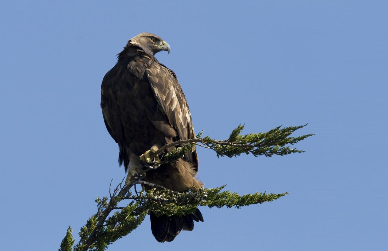 Golden Eagle, Oregon Birding Tour, Oregon Nature Tour, Cascade Mountains Birding Tour, Cascade Mountains Nature Tour, Naturalist Journeys