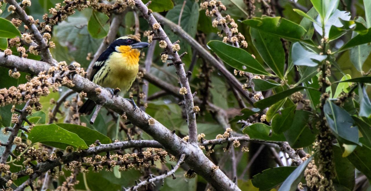 Gilded Barbet, Peru, Northern Peru, Peru Birding Tour, Peru Nature Tour, Naturalist Journeys