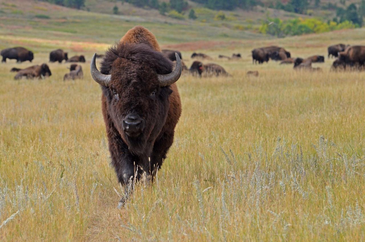 Black Hills Birding, Wildlife and Landscapes tour of South Dakota by Naturalist Journeys guided birding and nature tour of Black Hills