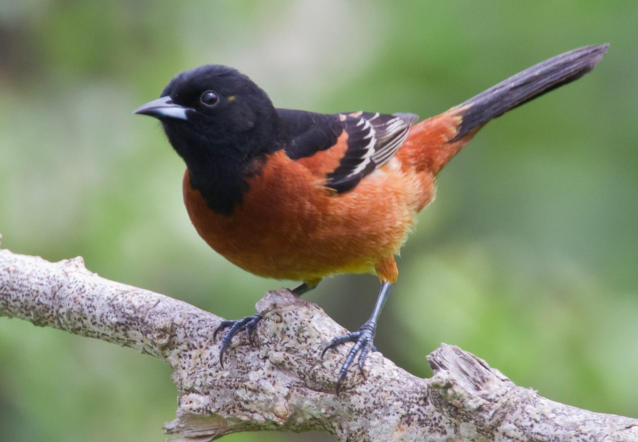 Black Hills Birding, Wildlife and Landscapes tour of South Dakota by Naturalist Journeys guided birding and nature tour of Black Hills