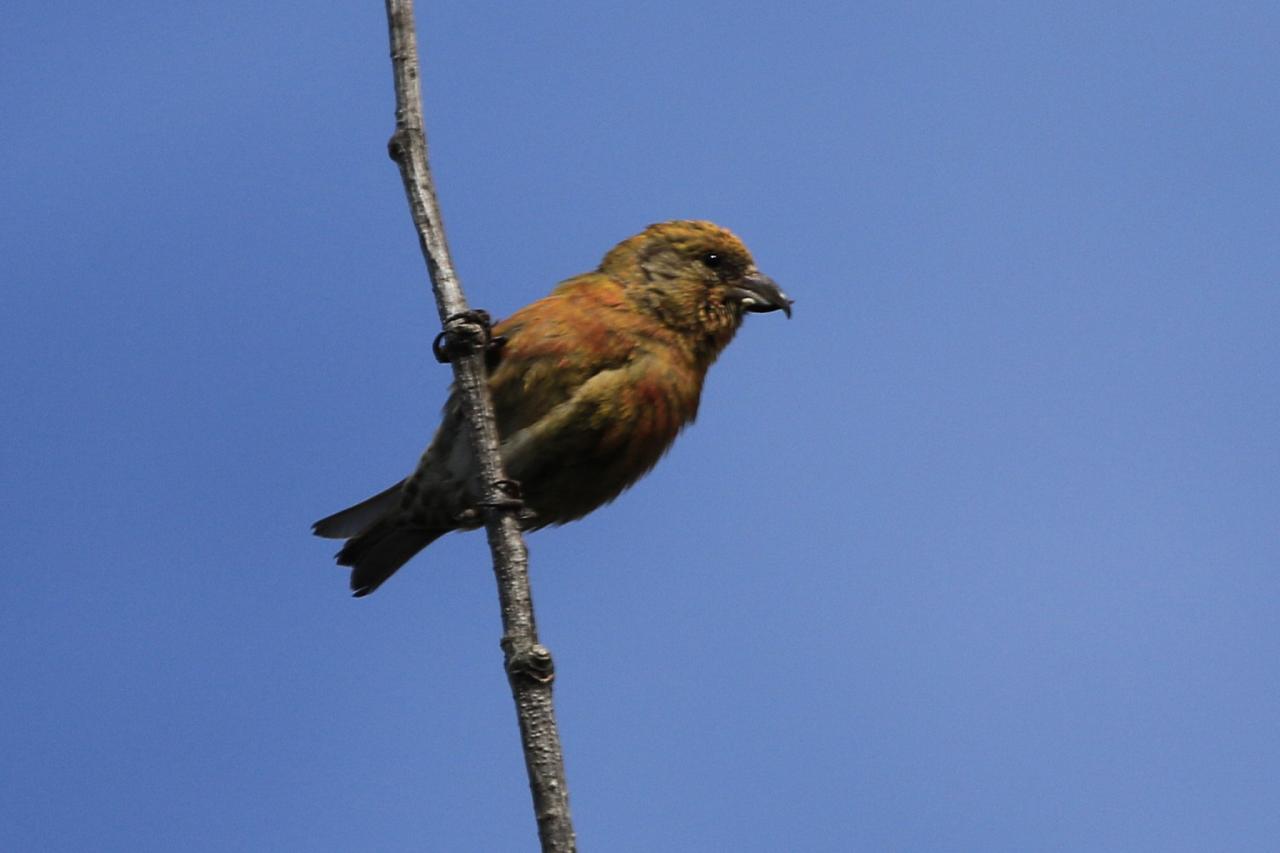 Black Hills Birding, Wildlife and Landscapes tour of South Dakota by Naturalist Journeys guided birding and nature tour of Black Hills