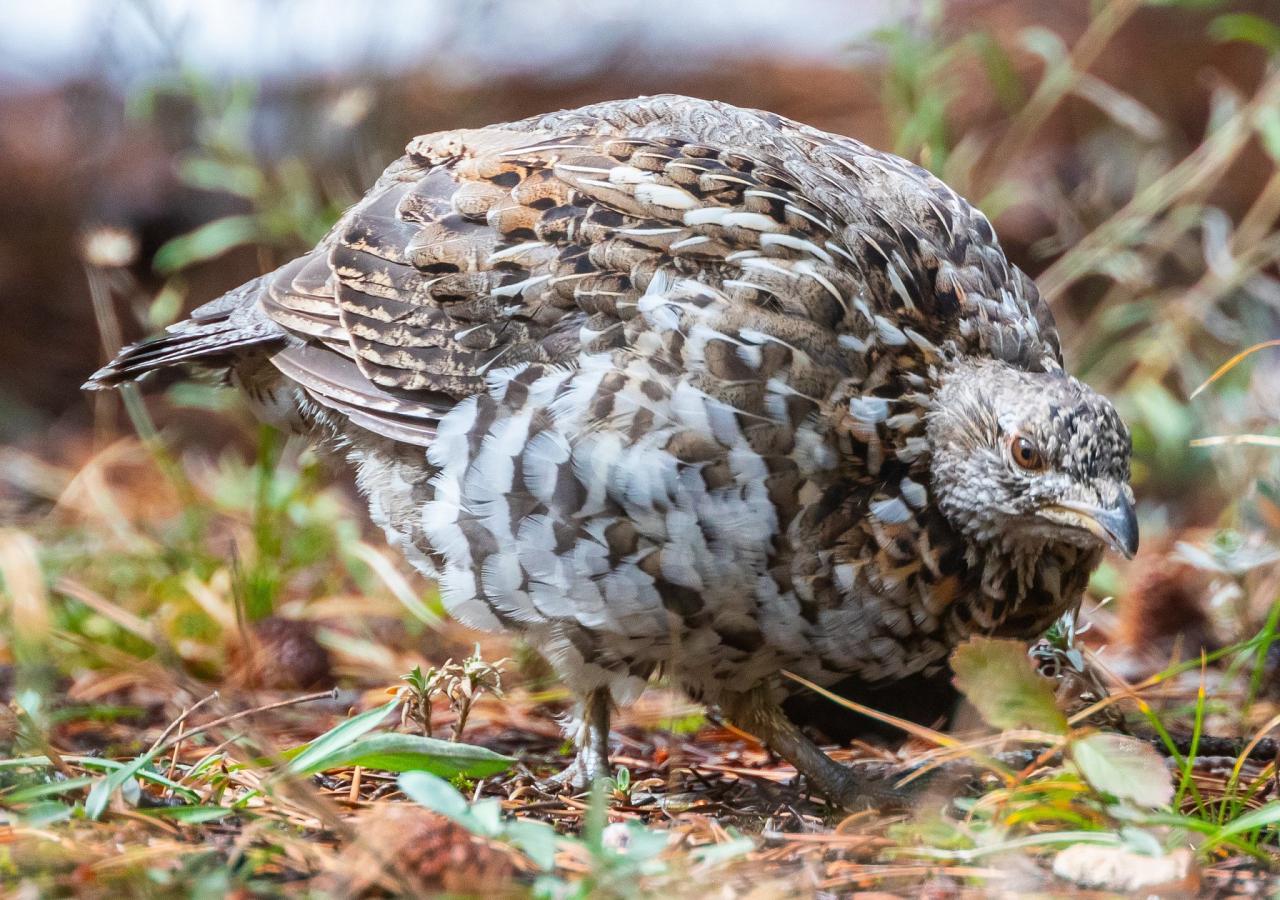 Black Hills Birding, Wildlife and Landscapes tour of South Dakota by Naturalist Journeys guided birding and nature tour of Black Hills