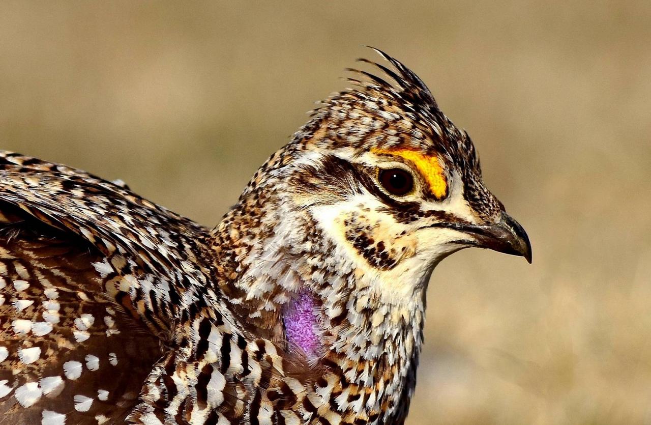 Black Hills Birding, Wildlife and Landscapes tour of South Dakota by Naturalist Journeys guided birding and nature tour of Black Hills