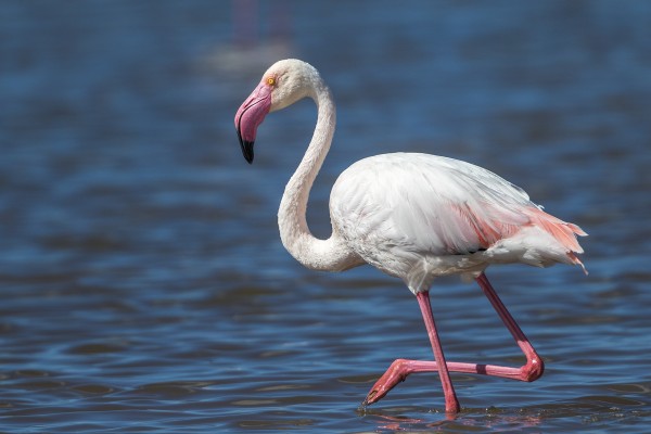 Greater Flamingo, Spain Birding Tour, Spain Nature Tour, Spain, Naturalist Journeys