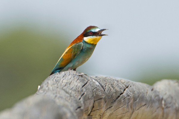 European Bee-eater, Spain Birding Tour, Spain Nature Tour, Spain, Naturalist Journeys