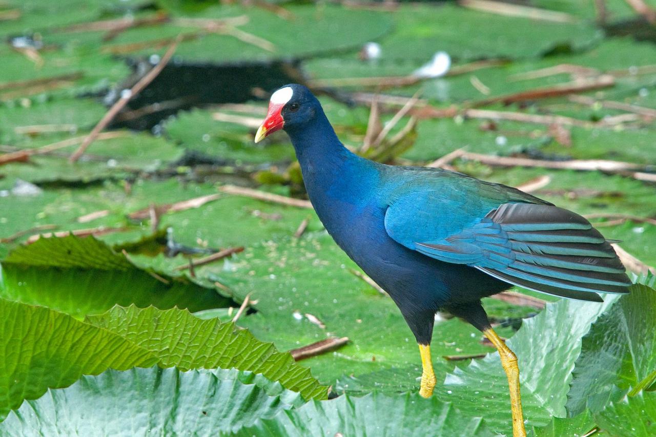Purple Gallinule, Costa Rica, Costa Rica Birding Tour, Costa Rica Nature Tour, Winter Costa Rica Tour, Monteverde, Naturalist Journeys