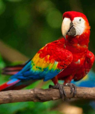 Rainforest, Costa Rica Nature Tour, Costa Rica Birding Tour, Costa Rica, Naturalist Journeys