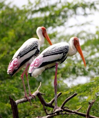 Painted Stork, Thailand, Thailand wildlife tour, Asia, birdwatching, Naturalist Journeys, Ecotourism
