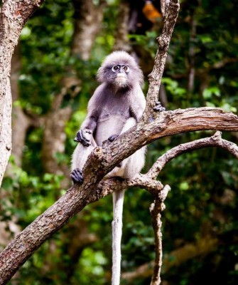Dusky Langur, Thailand, Thailand wildlife tour, Asia, birdwatching, Naturalist Journeys, Ecotourism