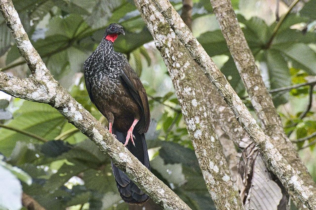 Cauca Guan, Zieger M; Colombia Birds and Nature in the Coffee Region, Otún-Quimbaya, Quindío Botanical Garden, Malecón de Cameguadua, El Color de Mis Rêves Reserve Naturalist Journeys