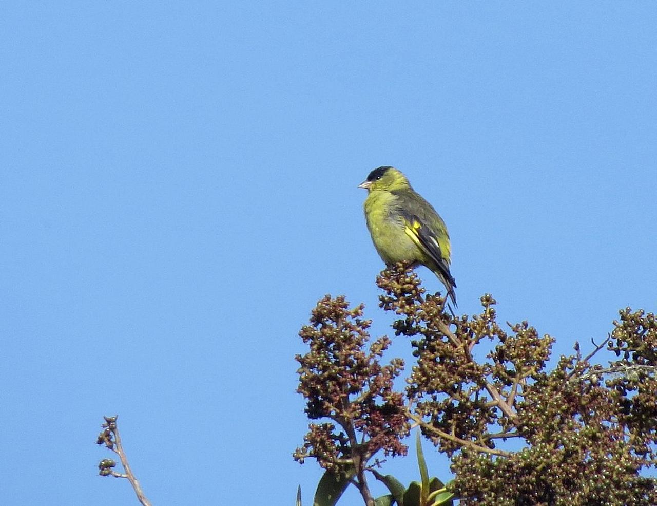 Andean Siskin, Alejandro Bayer Tamayo; Colombia Birds and Nature in the Coffee Region, Otún-Quimbaya, Quindío Botanical Garden, Malecón de Cameguadua, El Color de Mis Rêves Reserve Naturalist Journeys