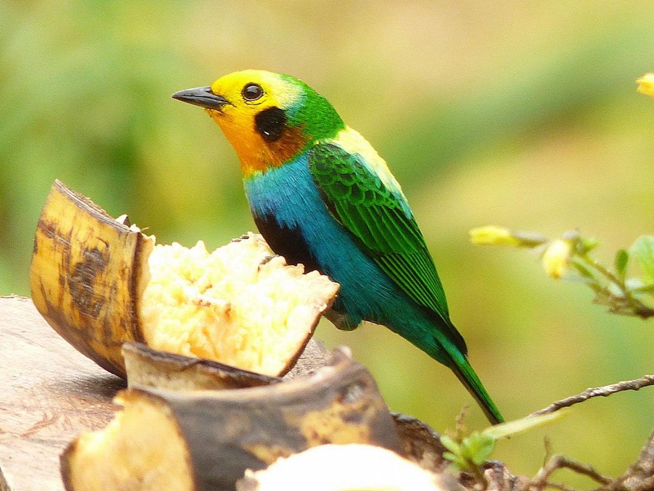 Multicolored Tanager, Mateo Gamble; Colombia Birds and Nature in the Coffee Region, Otún-Quimbaya, Quindío Botanical Garden, Malecón de Cameguadua, El Color de Mis Rêves Reserve Naturalist Journeys