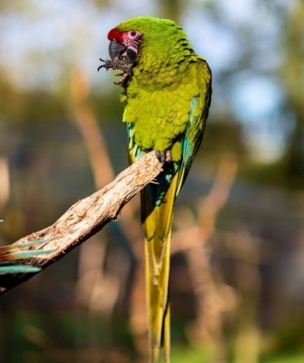 Colombia, Colombia Nature Tour, South America, Amazon River, Naturalist Journeys, Wildlife Tour, Birdwatching