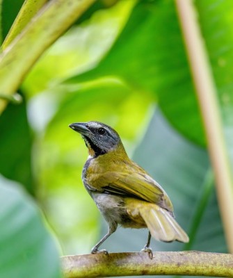 Colombia, Colombia Nature Tour, South America, Amazon River, Naturalist Journeys, Wildlife Tour, Birdwatching