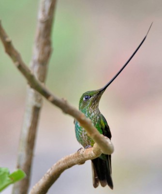 Colombia, Colombia Nature Tour, South America, Amazon River, Naturalist Journeys, Wildlife Tour, Birdwatching