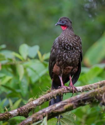 Colombia, Colombia Nature Tour, South America, Amazon River, Naturalist Journeys, Wildlife Tour, Birdwatching