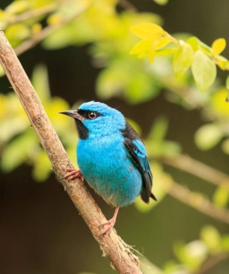 Colombia, Colombia Nature Tour, South America, Amazon River, Naturalist Journeys, Wildlife Tour, Birdwatching