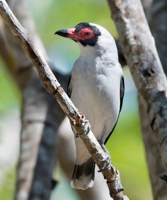Colombia, Colombia Nature Tour, South America, Amazon River, Naturalist Journeys, Wildlife Tour, Birdwatching
