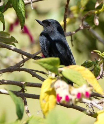 Colombia, Colombia Nature Tour, South America, Amazon River, Naturalist Journeys, Wildlife Tour, Birdwatching
