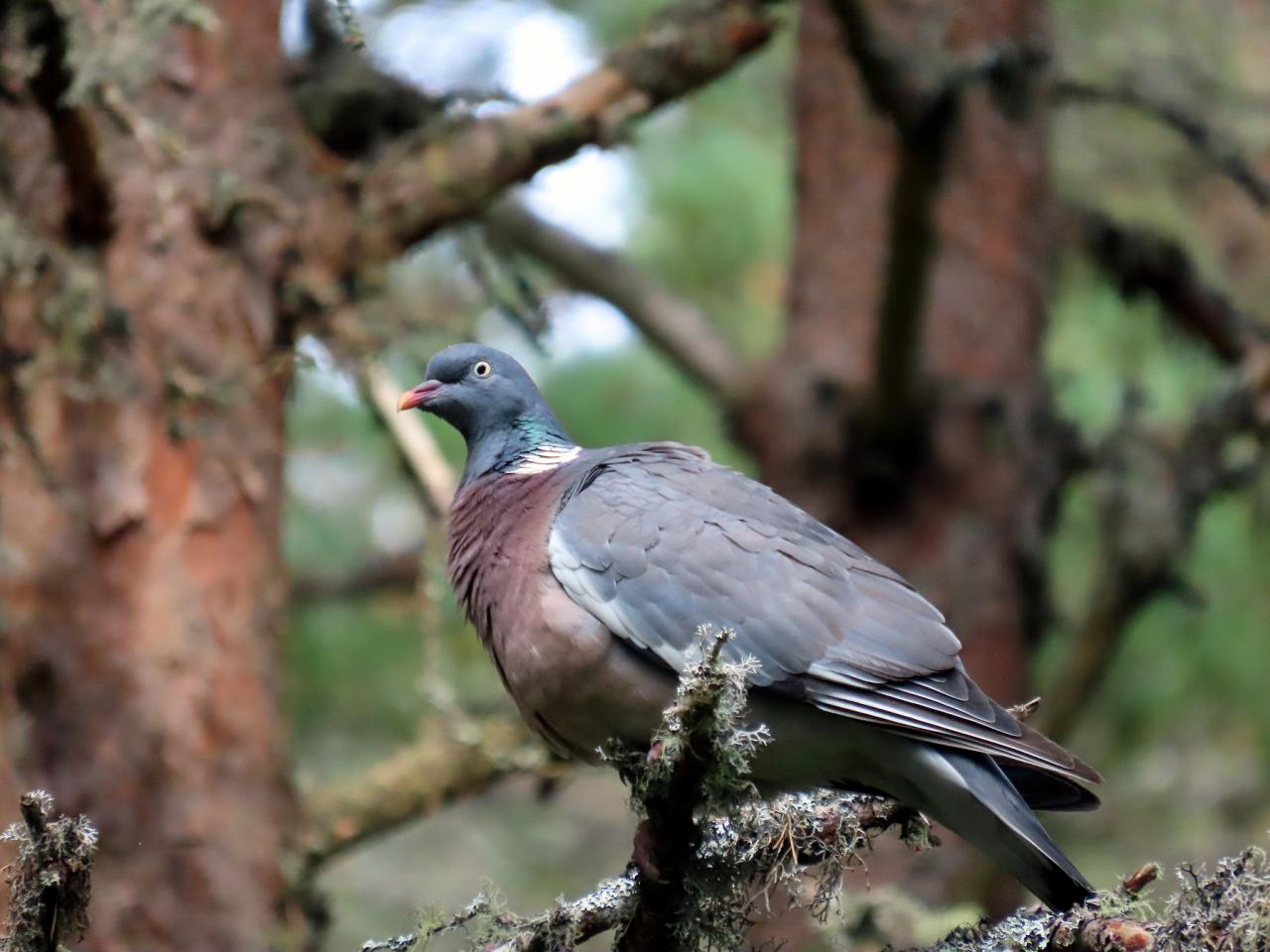 Wood Pigeon, Marlo Kauffman, Scotland, Scotland Nature Tour, Scotland Birding Tour, Naturalist Journeys