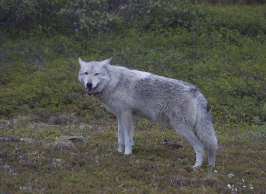 Gray Wolf, Isle Royale, Northwoods Nature Tour, Michigan Nature Tour, Naturalist Journeys