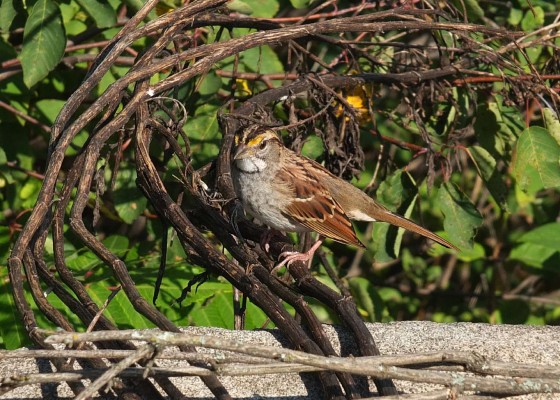 White-throated Sparrow, Isle Royale, Northwoods Nature Tour, Michigan Nature Tour, Naturalist Journeys