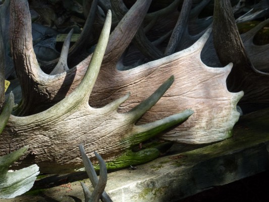 Moose Antlers, Isle Royale, Northwoods Nature Tour, Michigan Nature Tour, Naturalist Journeys