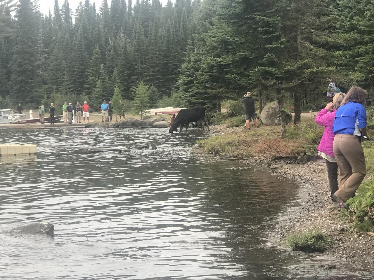 Moose, Isle Royale, Northwoods Nature Tour, Michigan Nature Tour, Naturalist Journeys 