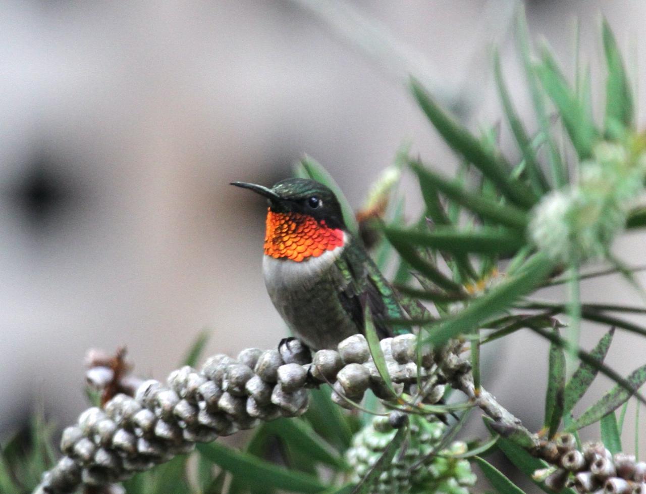 Ruby-throated Hummingbird, Isle Royale, Northwoods Nature Tour, Michigan Nature Tour, Naturalist Journeys 