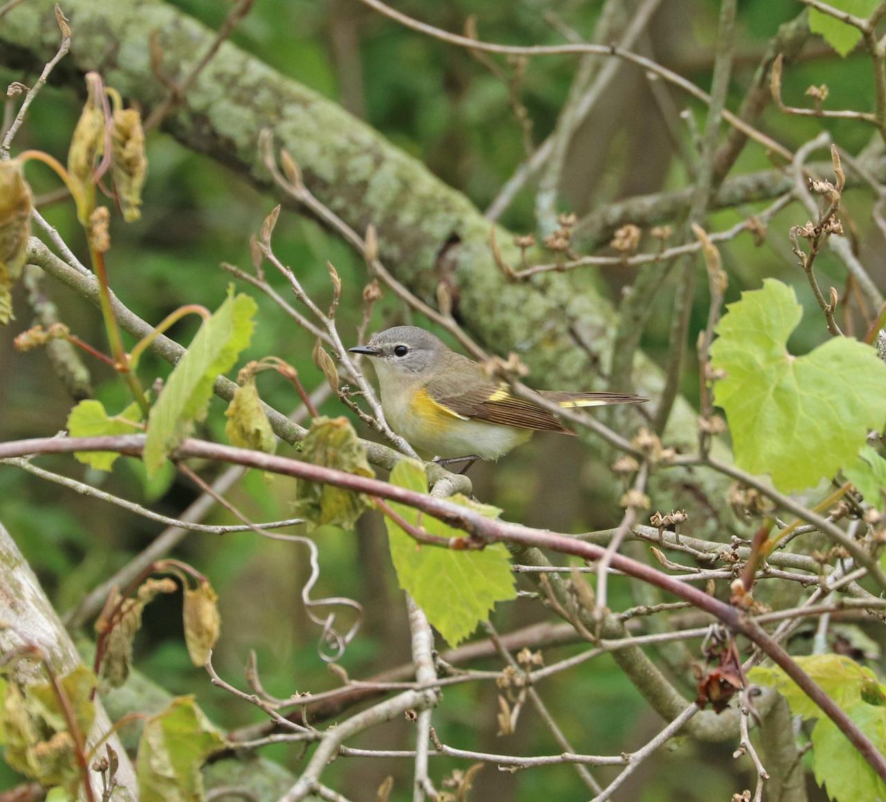 American Redstart, Isle Royale, Northwoods Nature Tour, Michigan Nature Tour, Naturalist Journeys 