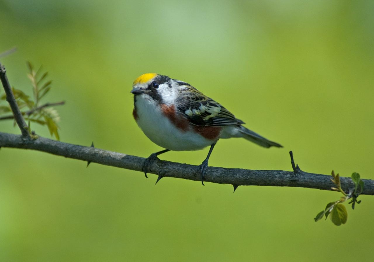 Chestnut-sided Warbler, Isle Royale, Northwoods Nature Tour, Michigan Nature Tour, Naturalist Journeys 