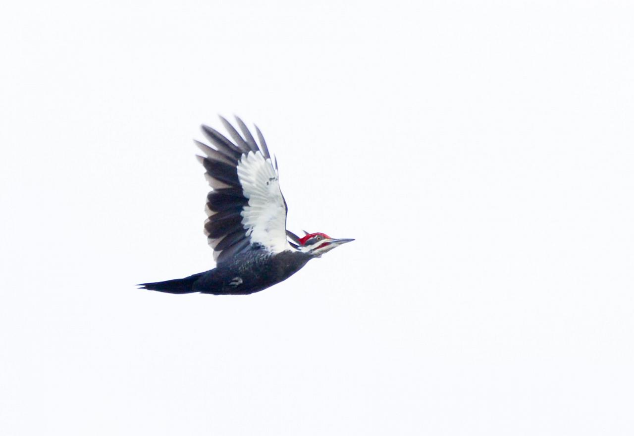 Pileated Woodpecker, Isle Royale, Northwoods Nature Tour, Michigan Nature Tour, Naturalist Journeys 