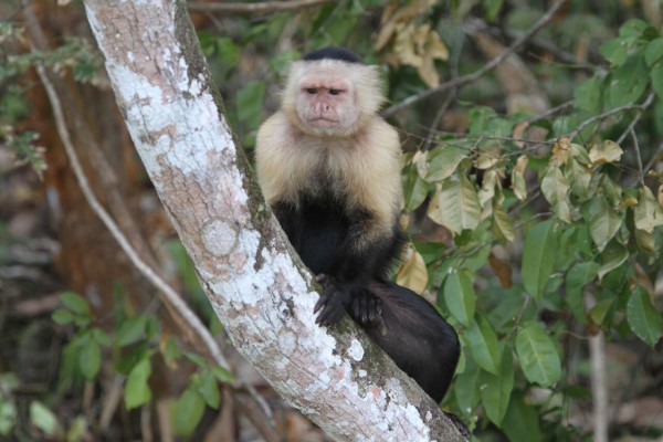 White-fronted Capuchin, Panama, Darien, Panama Birding Tour, Panama Nature Tour, Naturalist Journeys
