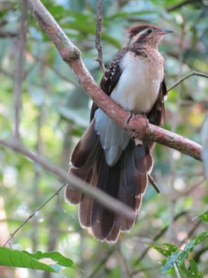 Pheasant Cuckoo, Panama, Darien, Panama Birding Tour, Panama Nature Tour, Naturalist Journeys