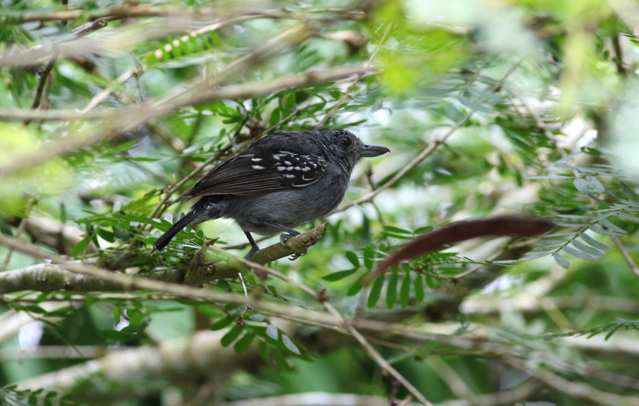 Black-crowned Antshrike, Panama, Darien, Panama Birding Tour, Panama Nature Tour, Naturalist Journeys