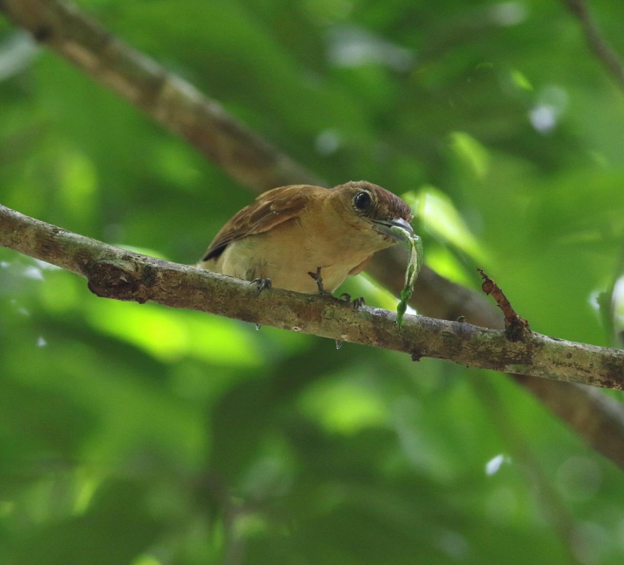 Cinnamon Becard, Panama, Darien, Panama Birding Tour, Panama Nature Tour, Naturalist Journeys