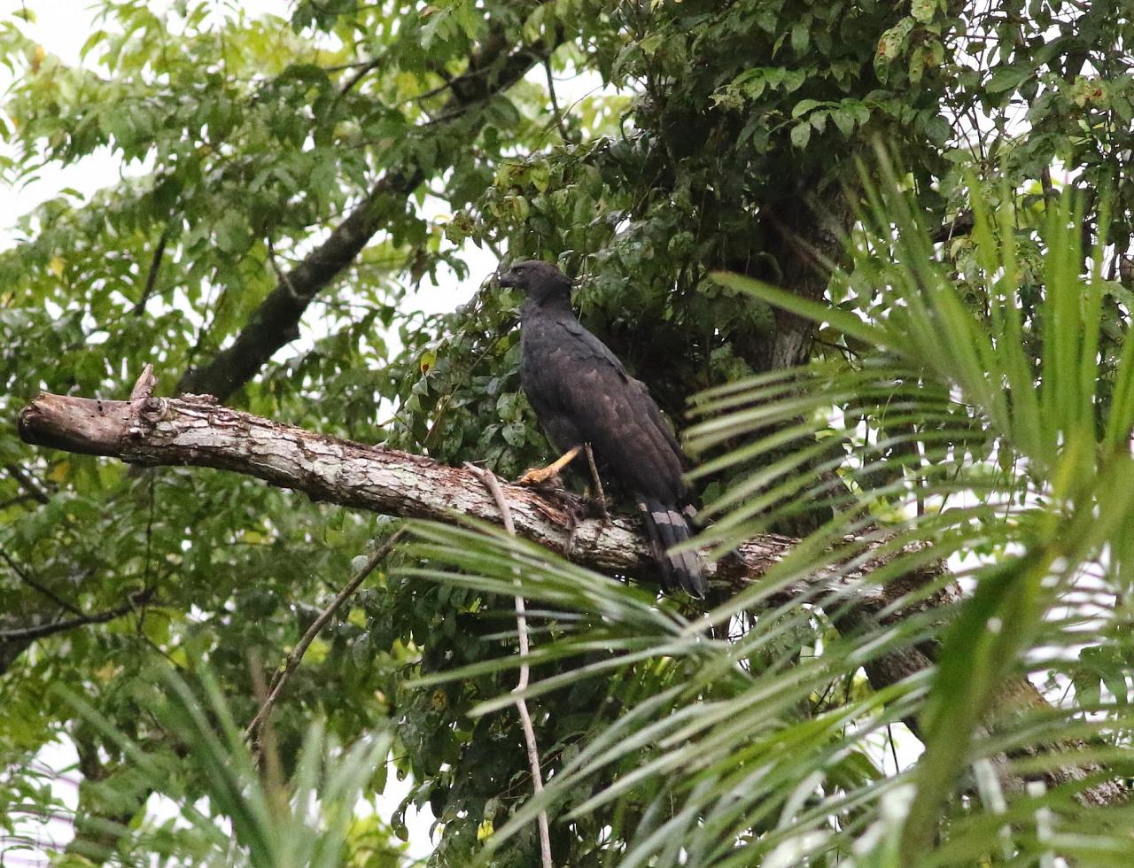 Crested Eagle, Panama, Darien, Panama Birding Tour, Panama Nature Tour, Naturalist Journeys