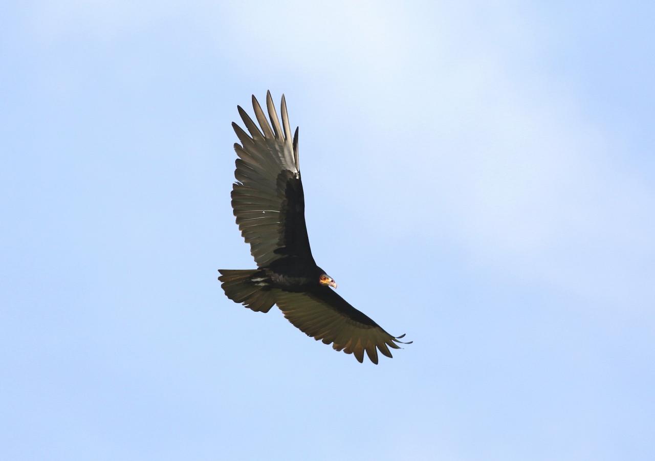 Lesser Yellow-headed Vulture, Panama, Darien, Panama Birding Tour, Panama Nature Tour, Naturalist Journeys
