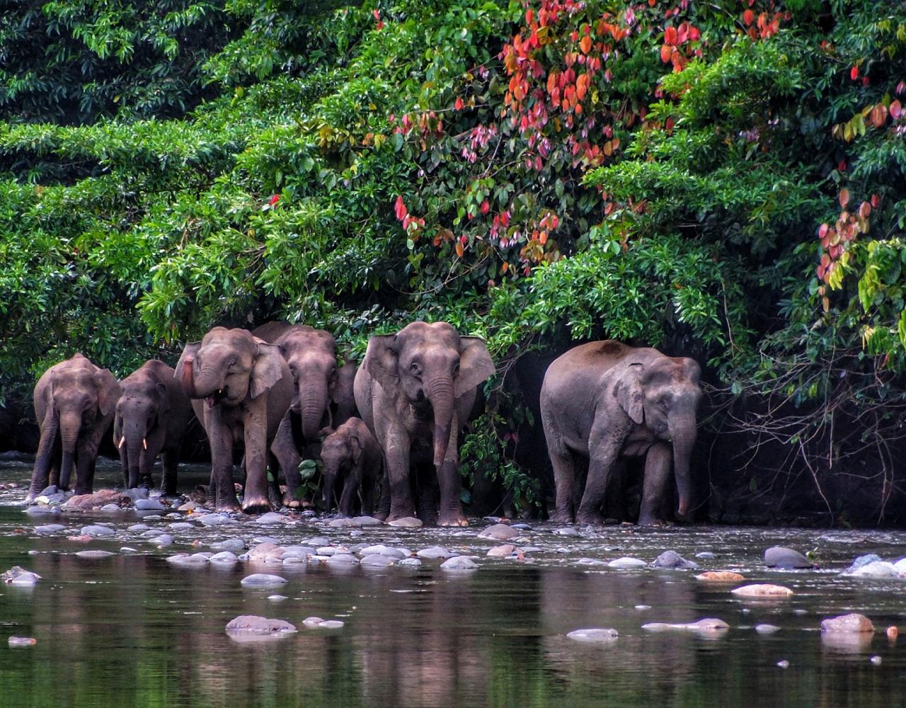 Borneo Birding, Wildlife and Nature tour with Naturalist Journeys, Southeast Asia, Birdwatching, Pygmy Elephant, Orangutan, Gliding Tree Frogs and Endemic Birds
