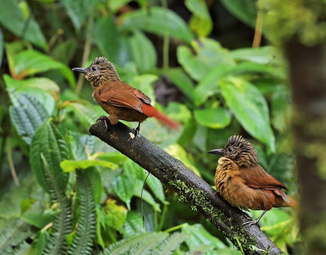 Colombia, Colombia Nature Tour, South America, Coffee Region, Naturalist Journeys, Wildlife Tour, Birdwatching