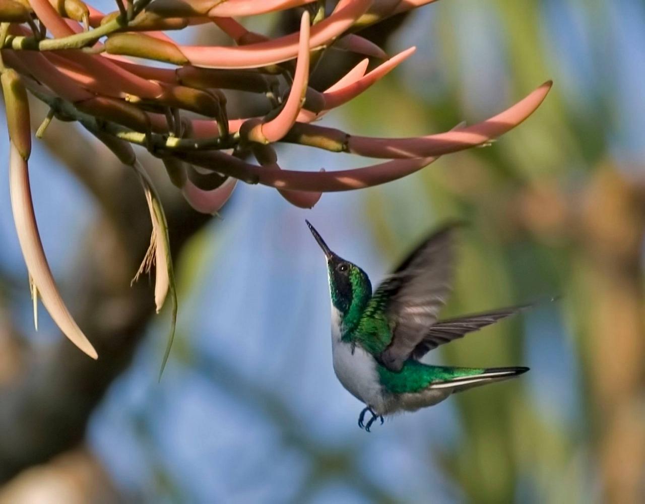 Colombia, Colombia Nature Tour, South America, Coffee Region, Naturalist Journeys, Wildlife Tour, Birdwatching