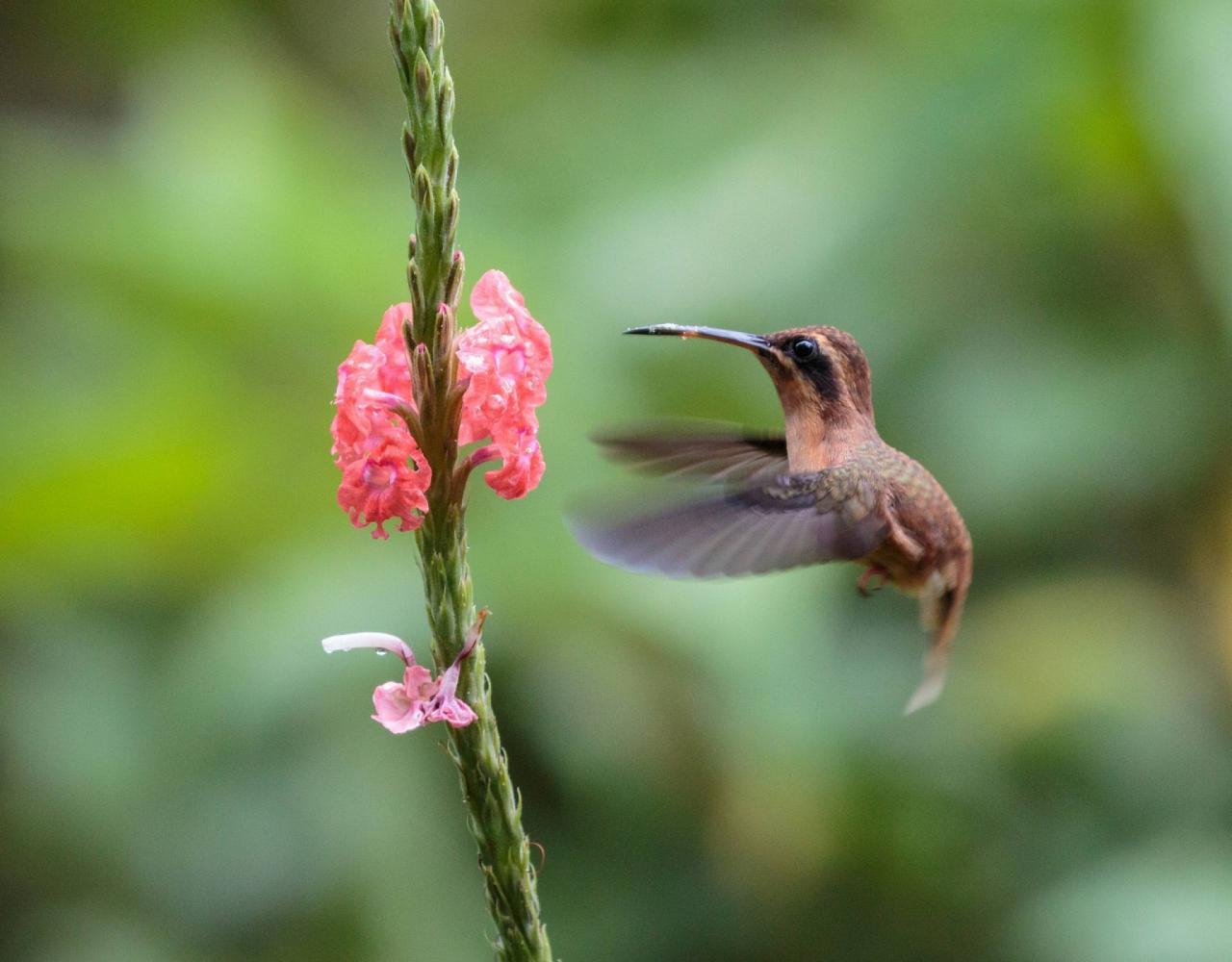 Colombia, Colombia Nature Tour, South America, Coffee Region, Naturalist Journeys, Wildlife Tour, Birdwatching